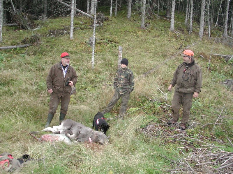 EPSN1021 (5).JPG - Kåre felte en kalv i gruppen rett sør for Molund. Jostein felte på samme tid en annen kalv leger vest i samme gruppen